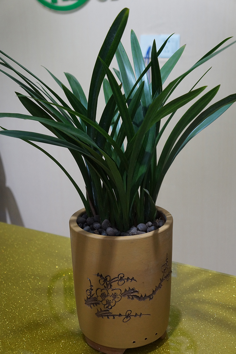 墨兰四大家兰之企黑,花姿清丽脱俗,别具神韵,兰香沁人心脾