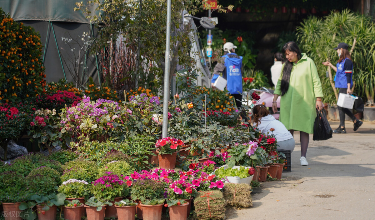 春節臨近,廣西南寧市花鳥市場花卉銷售逐漸升溫