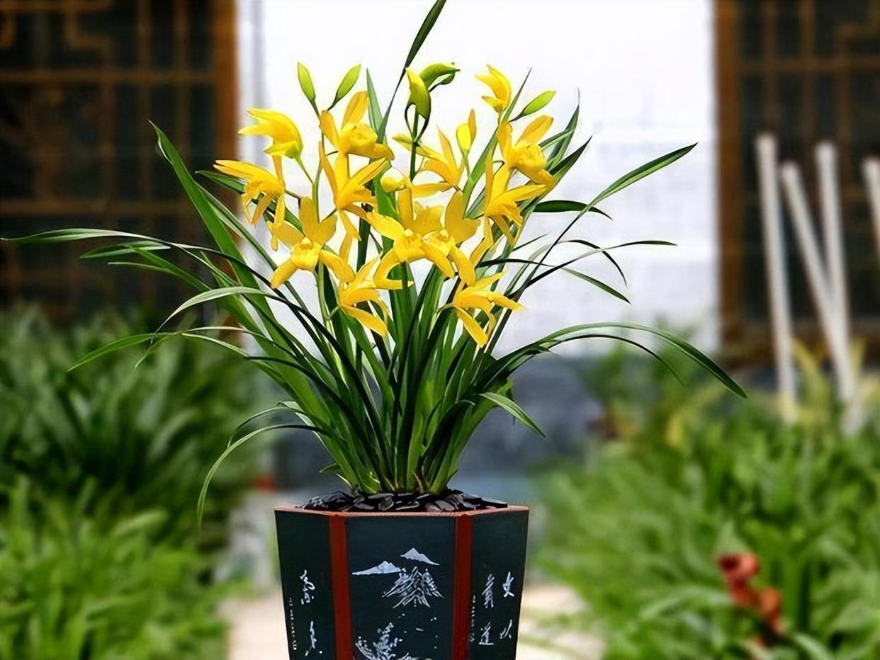 黄金小神童兰花,花色金黄,香气雅致,寓意好