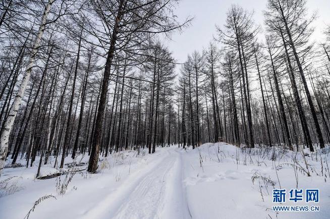 snow falls on the greater khingan