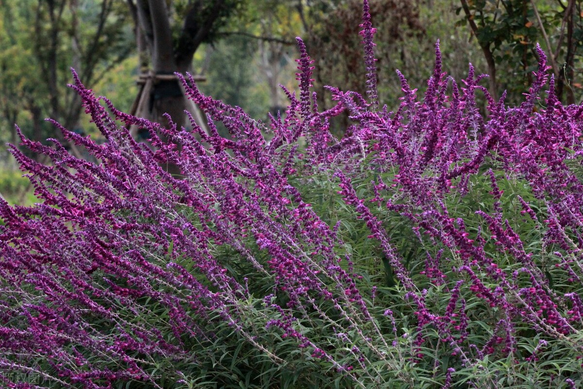 江苏南通,一片鼠尾草花海静静地盛开,迎来了一年中最美的观赏期