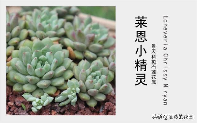 「莱恩小精灵」小型种易群生多肉植物,莲座状叶披粉覆有纤毛