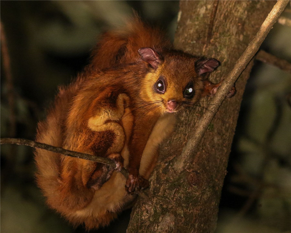 福建天宝岩发现飞虎,长得像树狗,住20米高的树洞,可滑翔60米远