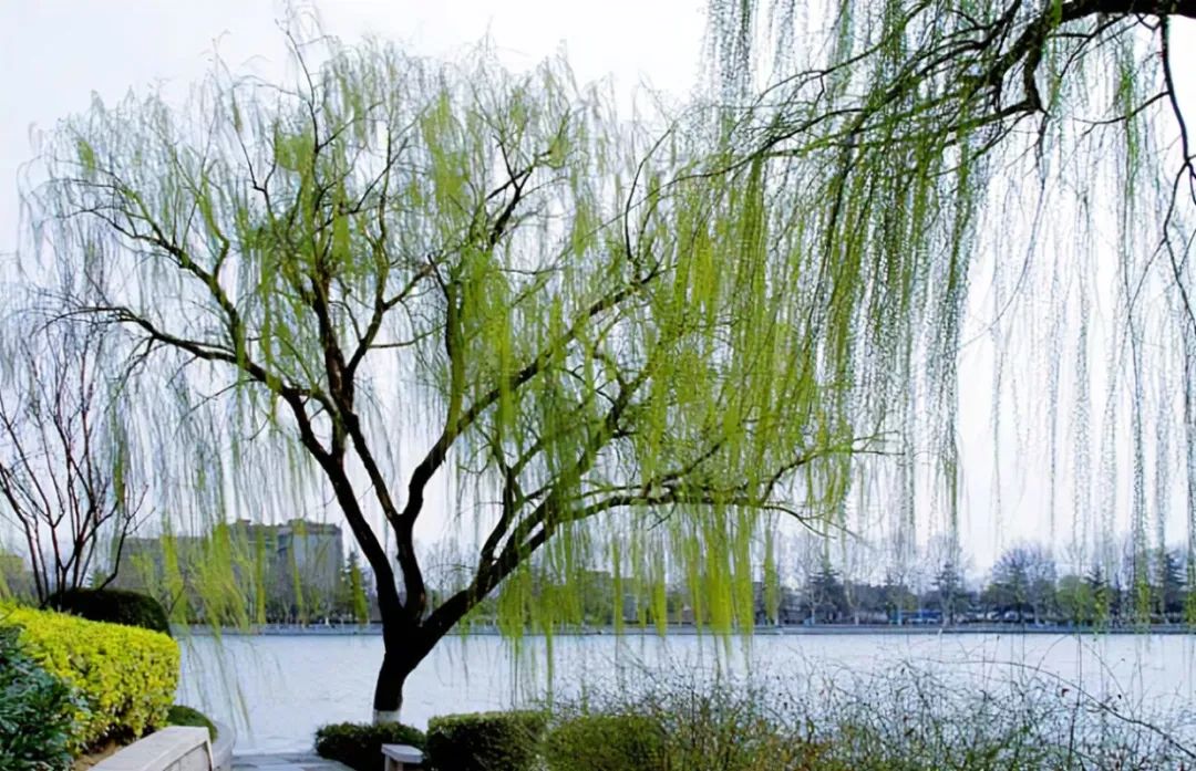 西湖杨柳为何要换月季柳树的景观应用