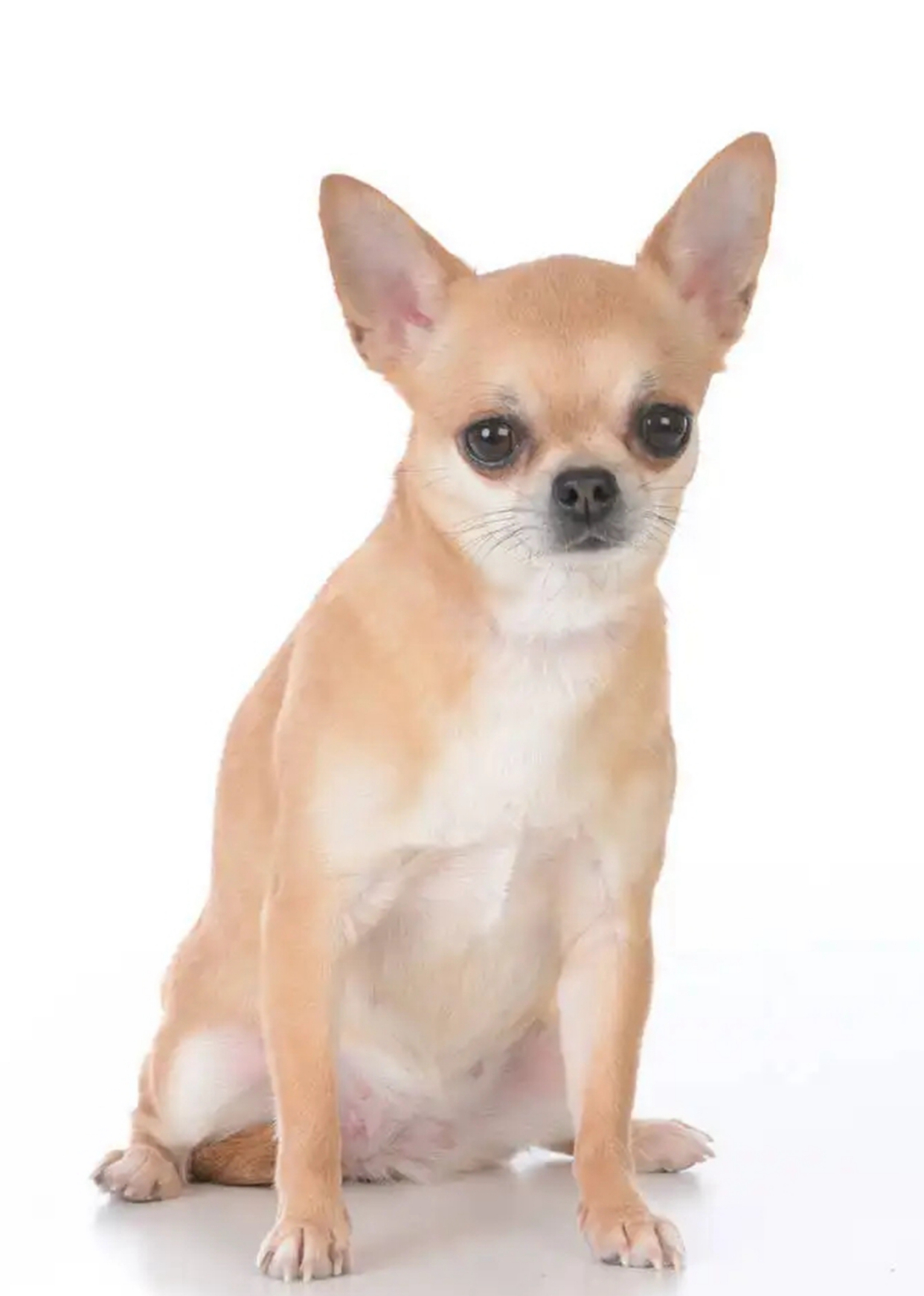 小型黄毛狗所有品种有什么?