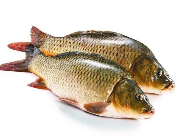 鲫鱼怎么红烧好吃又简单?好方法入味,不腥不碎!