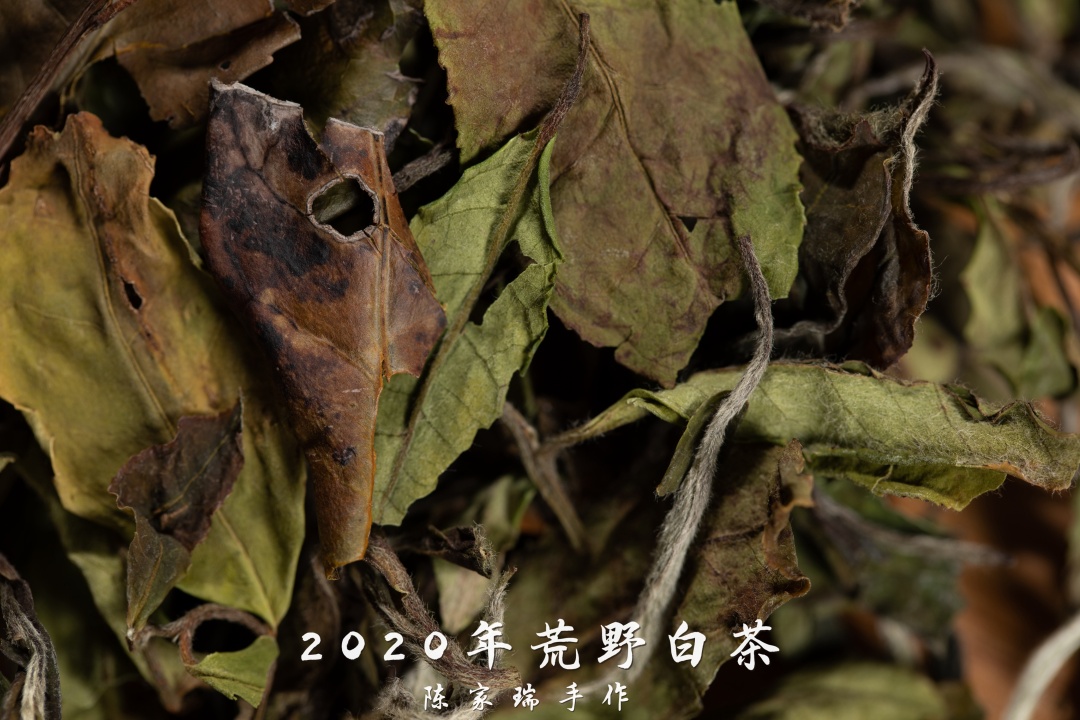 非遗大师陈家瑞手作荒野白茶:自然生性,野韵十足