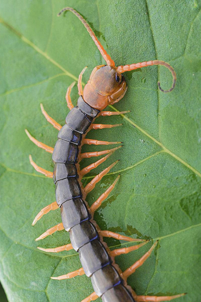 民间的五毒是哪五种动物?搞不清楚很容易闹出笑话的