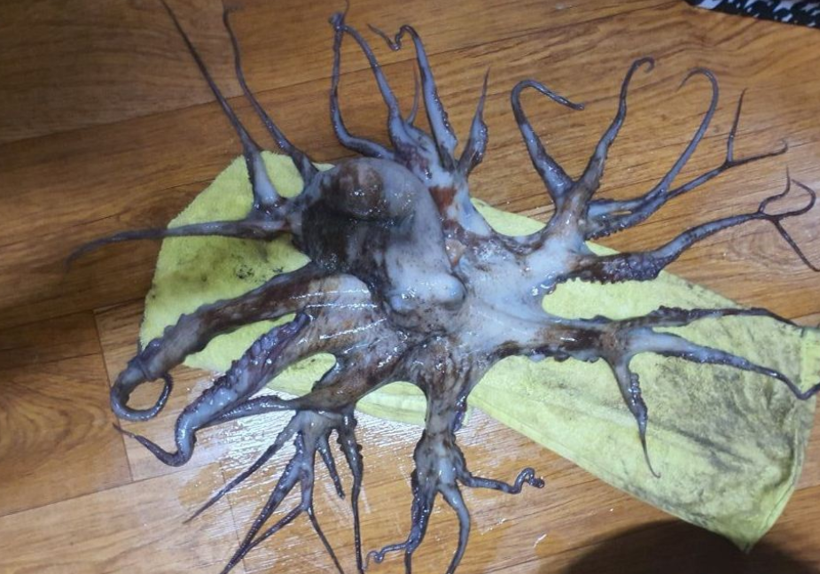 超出人类认知,泗川捕获32条腿章鱼,"核辐射变异"引发恐慌