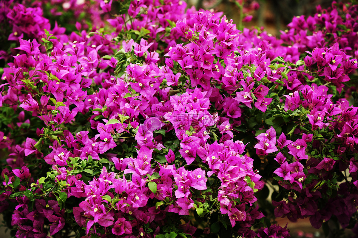 三角梅想养好,"科学打顶"是关键,用对管理方法,四季都能开花