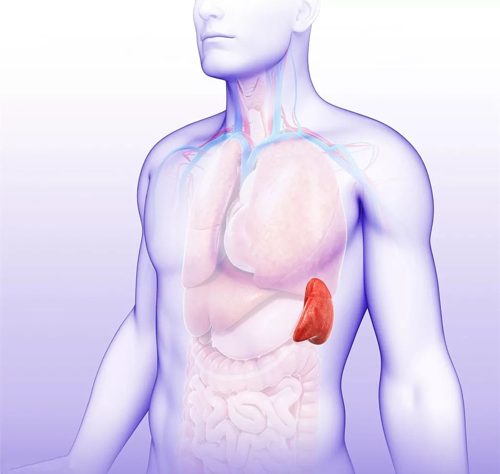 脾脏图片位置示意图图片