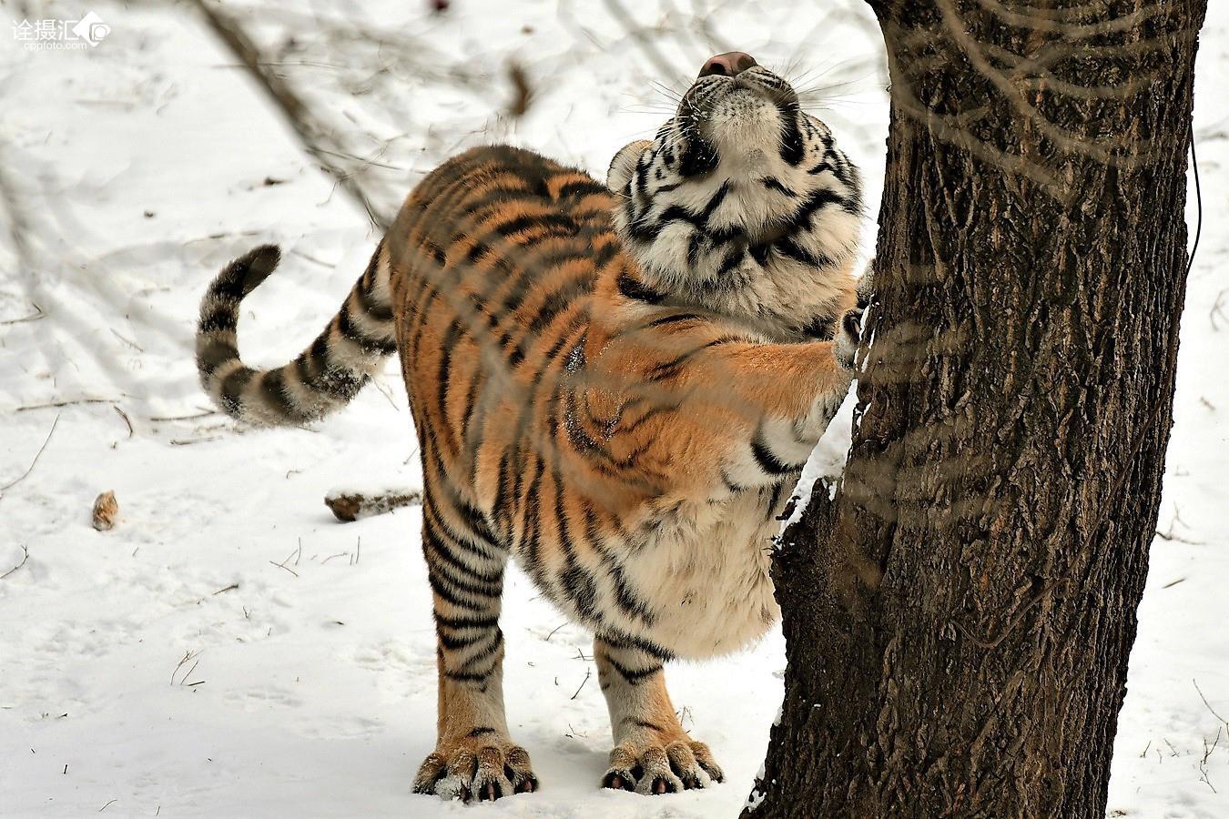 狭路相逢的话,最大的猫科动物能否打过最大的犬科动物?为什么?