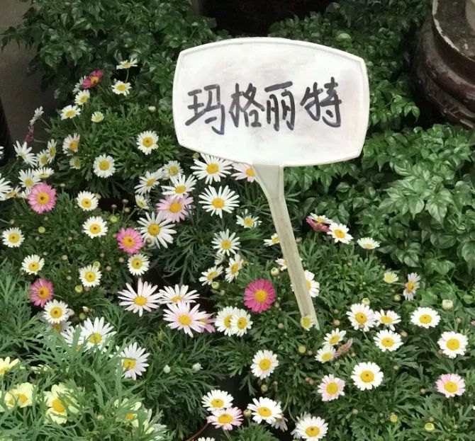 玛格丽特花是招鬼花吗?揭秘这种美丽的花背后的惊人真相