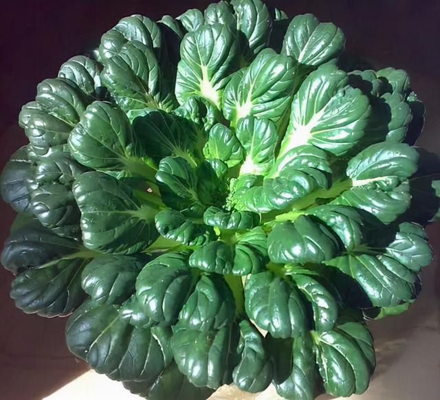 冬日"绿莲":阳台上盆栽乌塌菜生机勃勃,绽放在最寒冷的季节