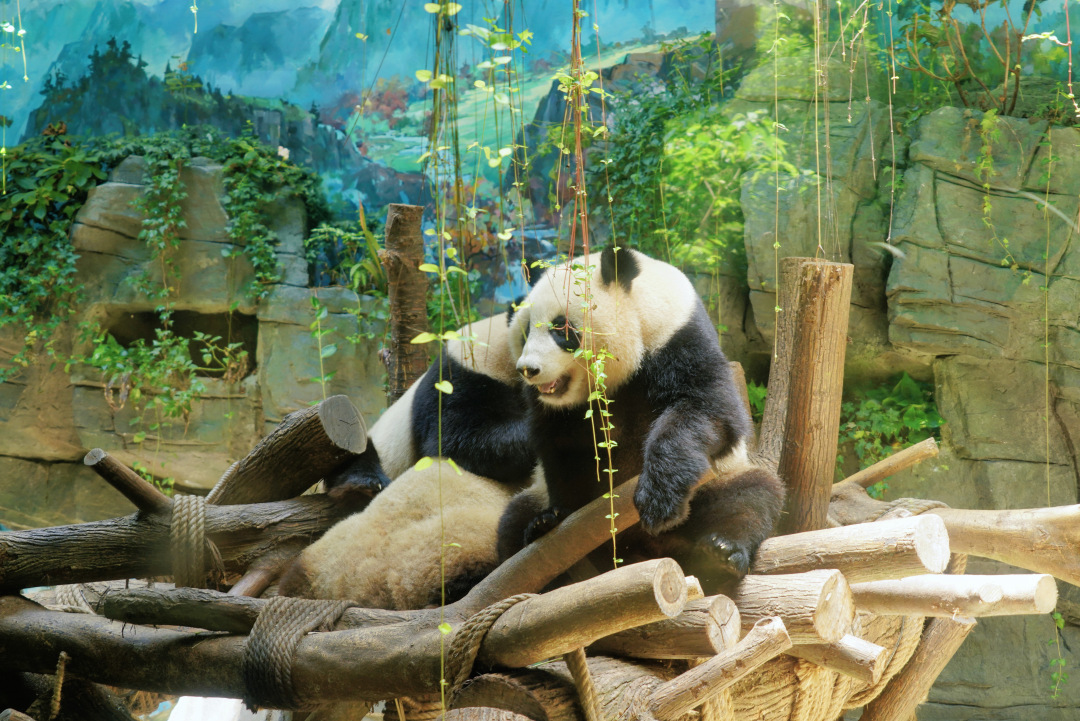 成都避暑游,就来都江堰看熊猫,打卡港风街区,来一趟清凉之旅