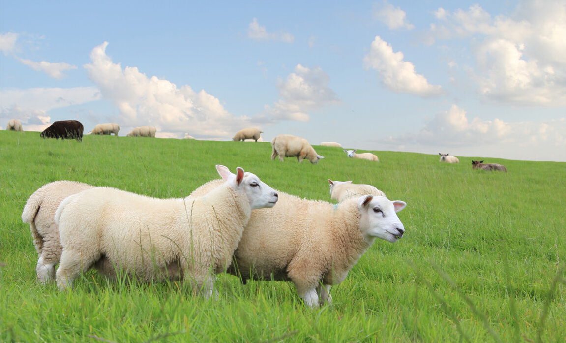 春天放羊需要注意什么?春天羊追肥放牧怎么放?春季放牧上篇