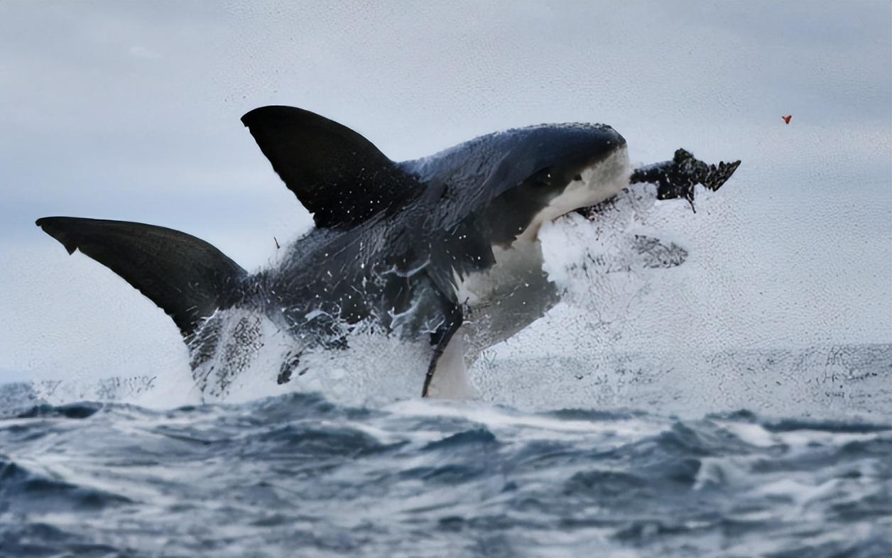 虎鲸vs湾鳄图片