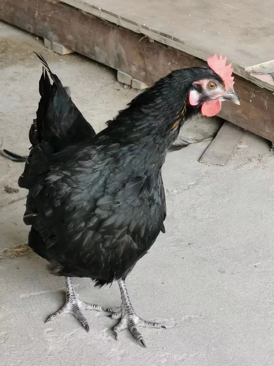 「豫鸿绿壳蛋鸡苗」新模式助力畜牧业发展,赢得市场青睐!