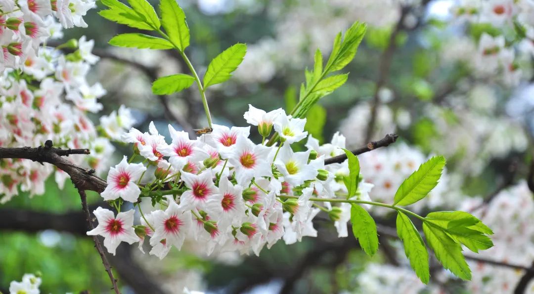 文冠果花开,绽放耀眼的光彩