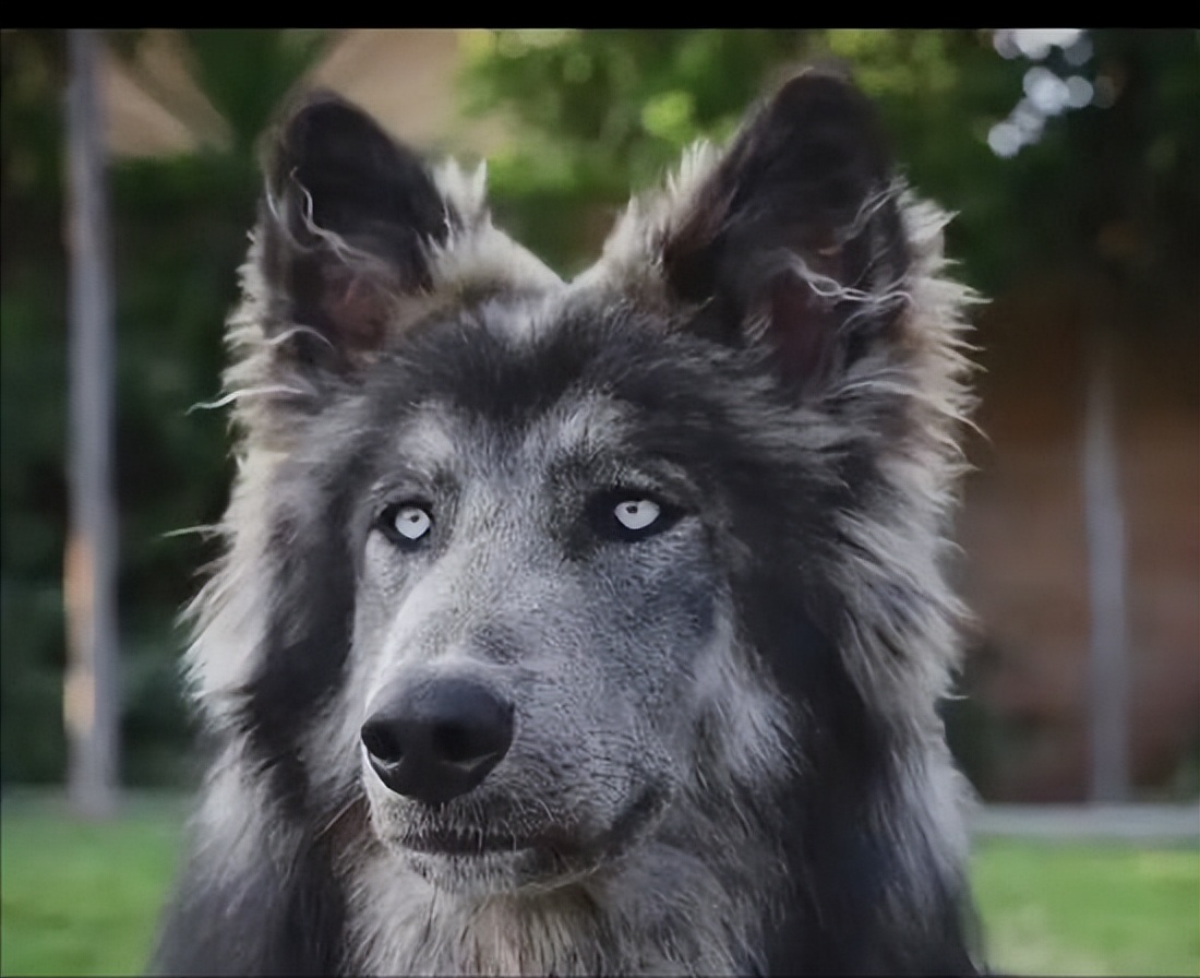 犬界顶流——"蓝湾牧羊犬",到底有啥魅力?