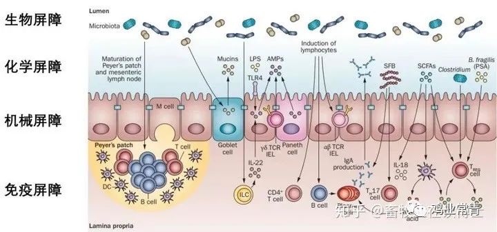 武思远:肝肠轴,一个容易被忽视的紧密关系(值得收藏)