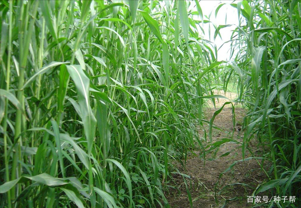 冬天种什么草养羊最好 冬天种什么草养羊最好活