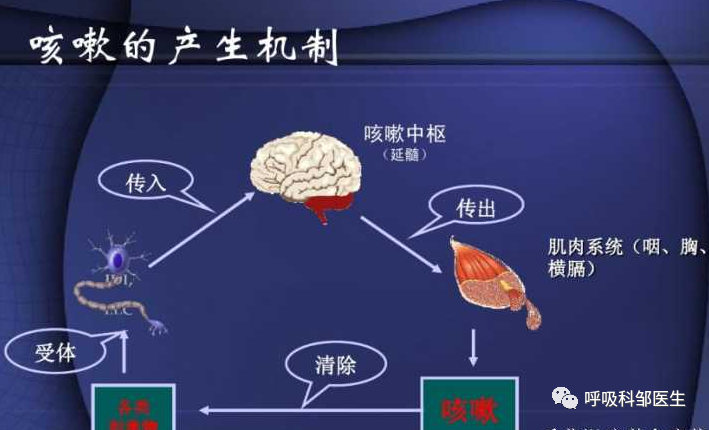 一次性讲清楚秋季咳嗽防治!首推这7招