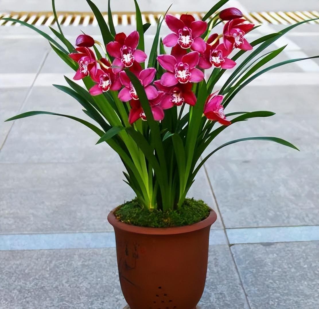 兰花大将军,既气派又红火