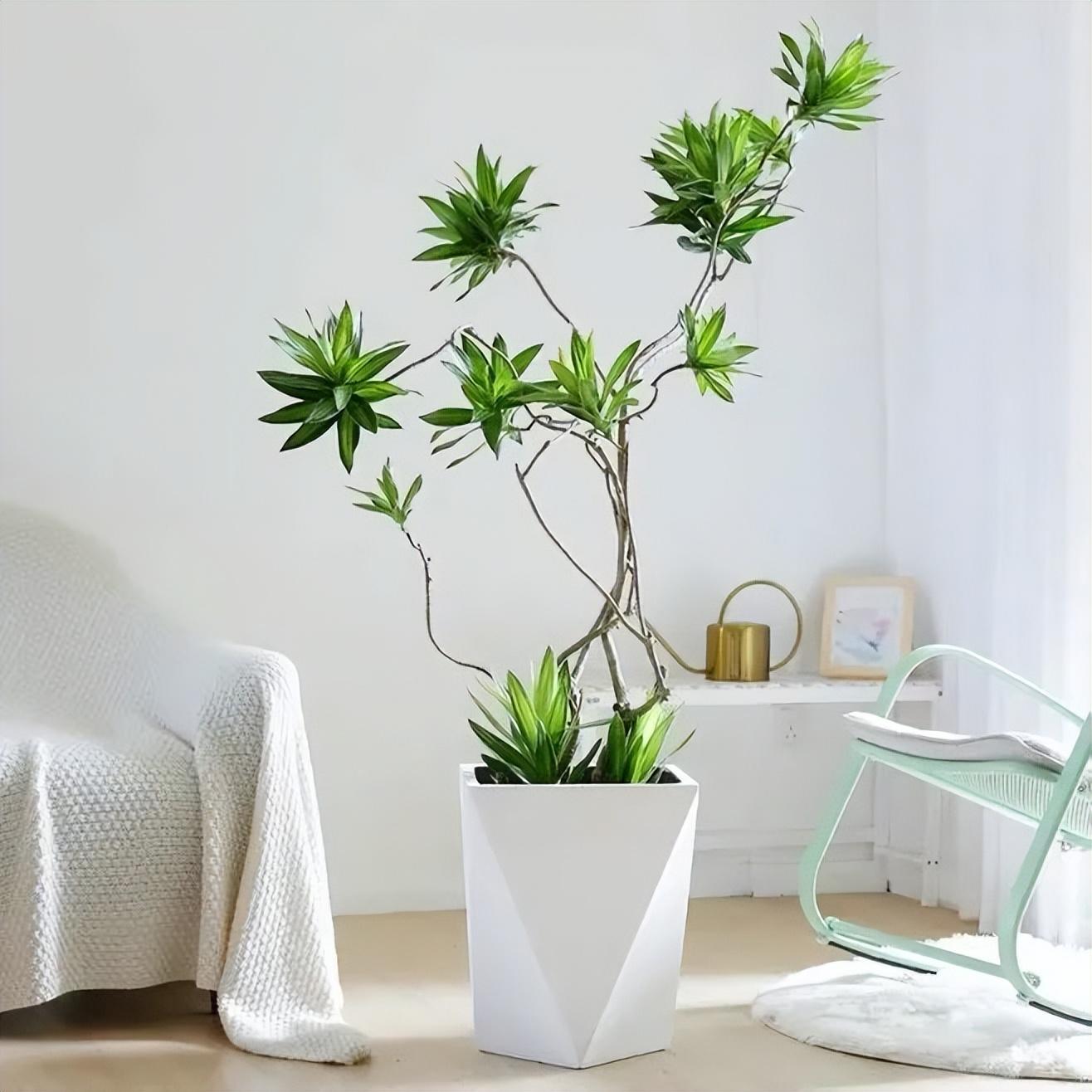 用"大盆植物"镇宅,这9种大型绿植一看就不好惹,高端霸气