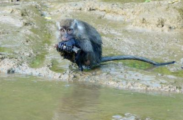 菲律宾发现"食猴鹰",实拍食猴鹰抓猴子,镜头记录残忍过程!