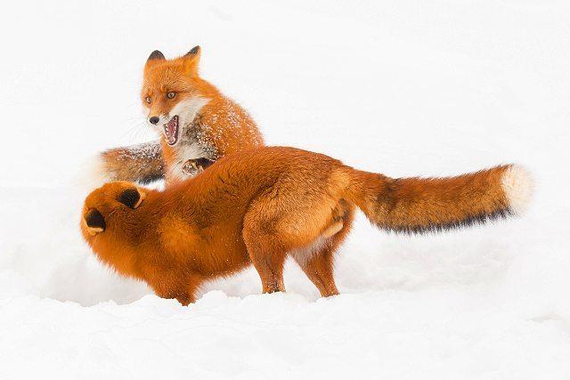 狐狸跟猫打架谁厉害?狐狸的特性是什么?