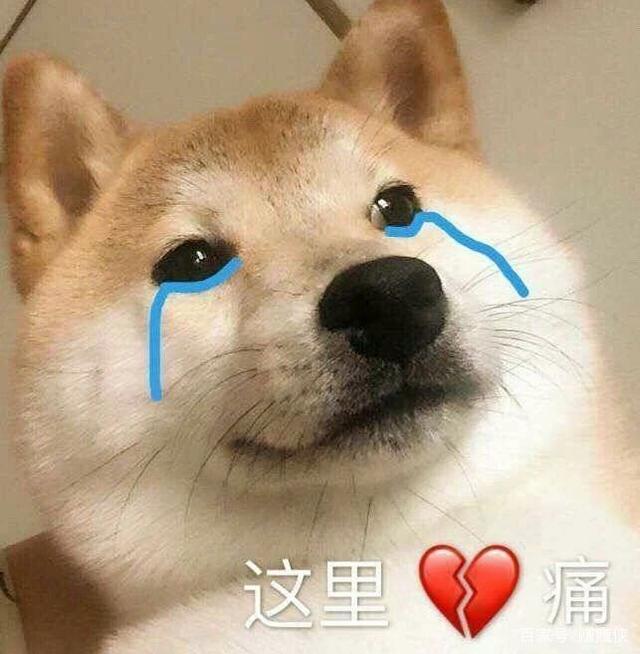 即使再愤怒,也不要"打狗",原因有这几个