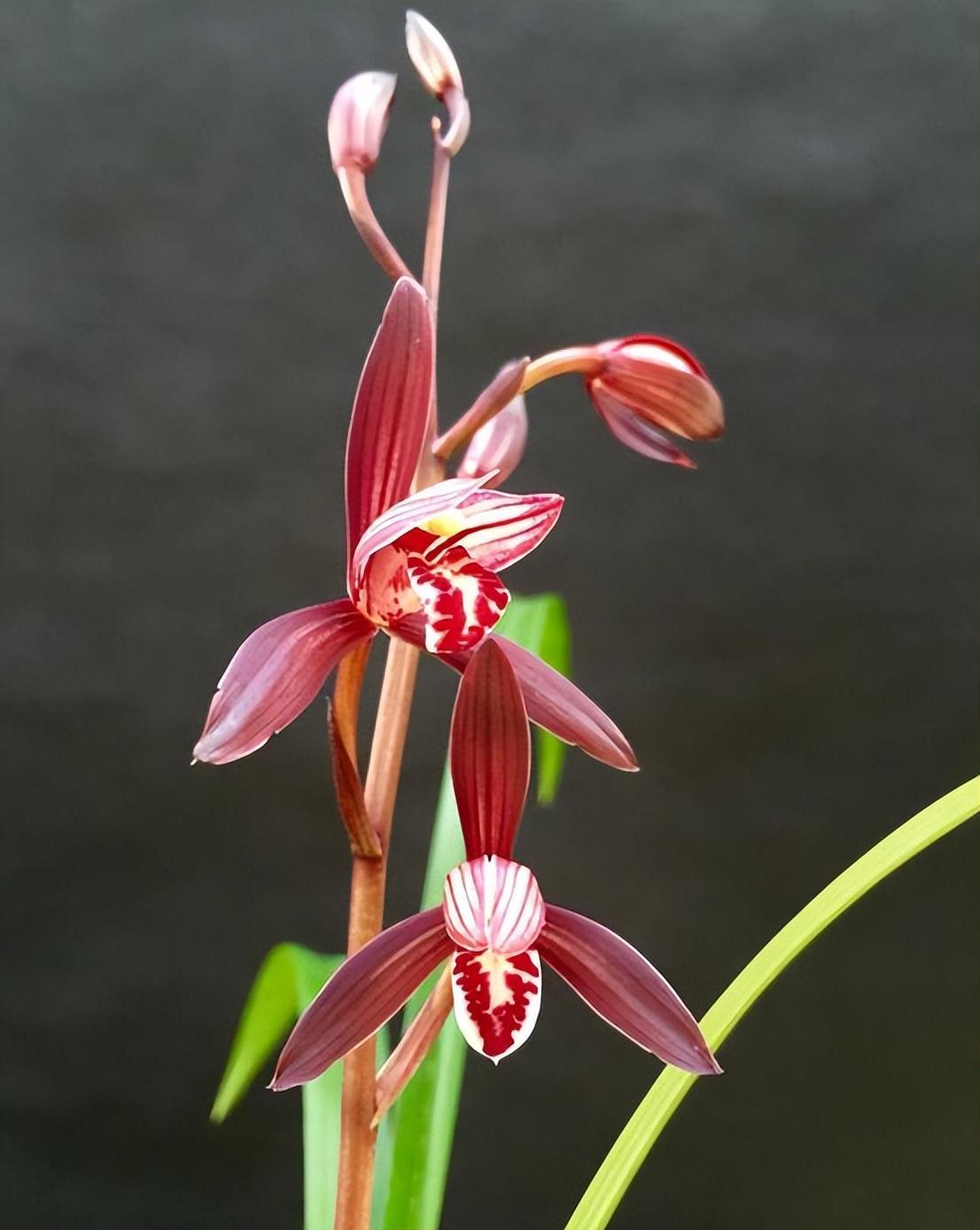 它是建兰"三剑客",珍贵又稀少,不分南北,不挑季节,值得珍藏