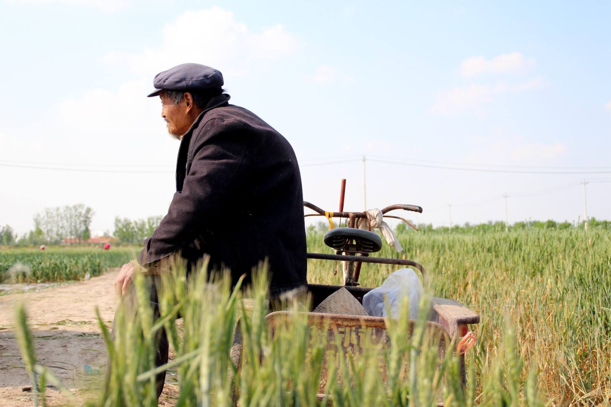 农村年轻人不愿种地,真实原因让人心酸,可能和大家想的不一样