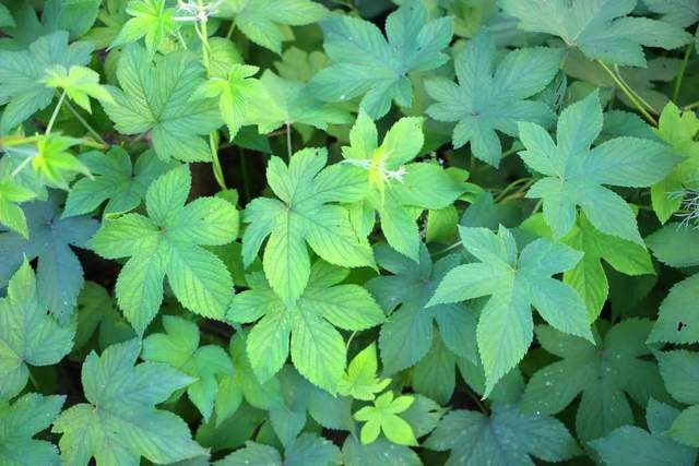 农村常见的植物拉拉秧,长有小刺,用来喂鸡能提高产蛋率