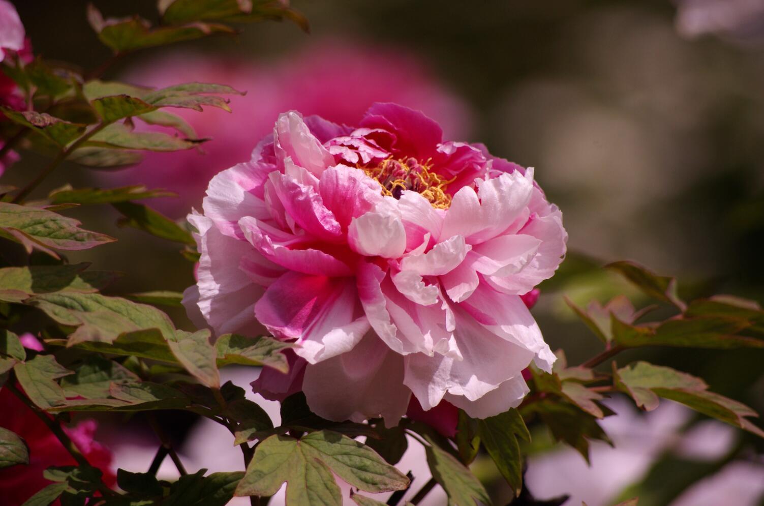 江苏盐城盐都区:牡丹花开春意浓
