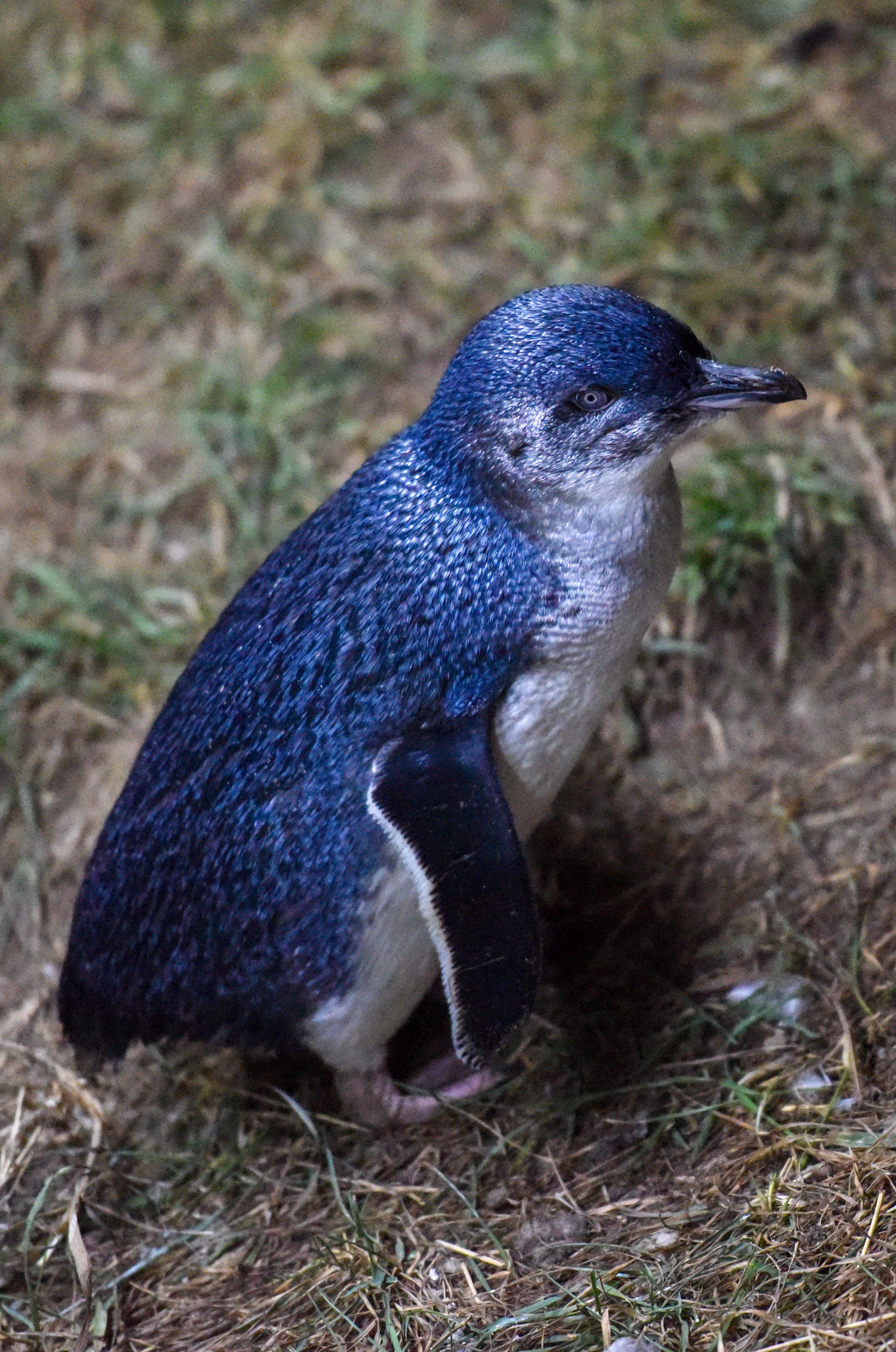 新西兰达尼丁:夜探小蓝企鹅归巢路(4)