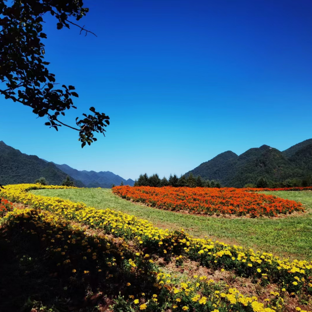 巫溪:17℃的紅池壩邀您來避暑納涼