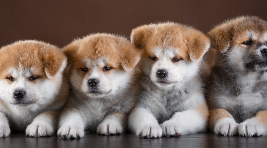 日本的国宝级犬种——秋田犬!