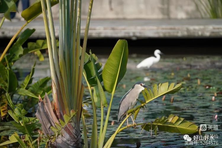 幽艳枕水眠,鹭影舞翩跹|庄莉红