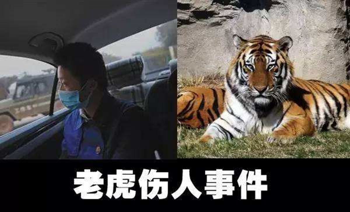 八达岭老虎伤人案:母亲被咬死,女儿因毁容无工作,索赔百万遭拒