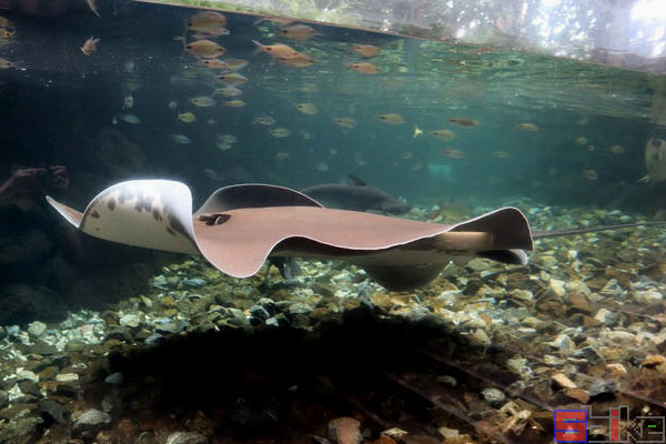 sbike动植物百科:全球体型最大的十大淡水鱼类排行(上)