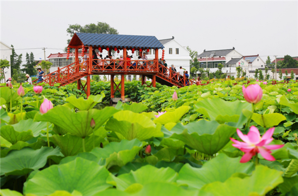 江苏南通一村支书带领1200名村民建网红景点,2019年营收1600多万