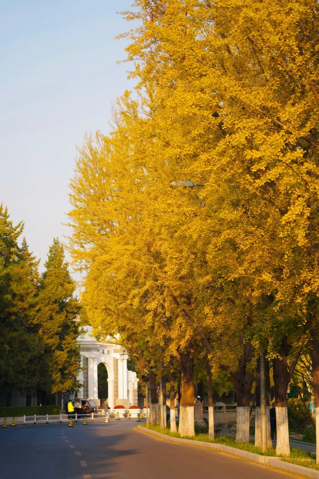 清华大学的秋:噢!叶!