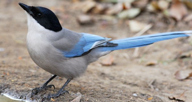 每年上千人被袭击,澳洲喜鹊为何喜欢跟人过不去?