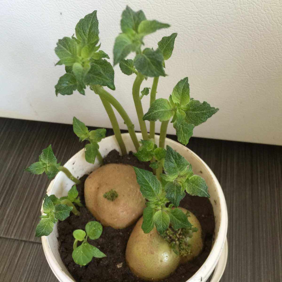 发芽的土豆怎样做成盆栽?