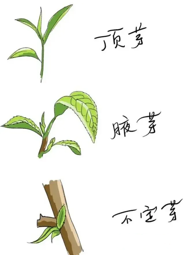 茶树简笔画 方法图片