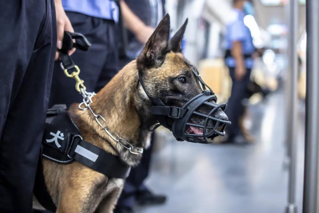 《犬王》导演姚守岗:为艺术炸死功勋犬,笑着说心里其实也不好受