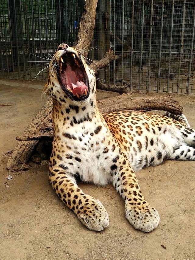 杭州出逃豹子后掌疑断裂?最新回应来了!