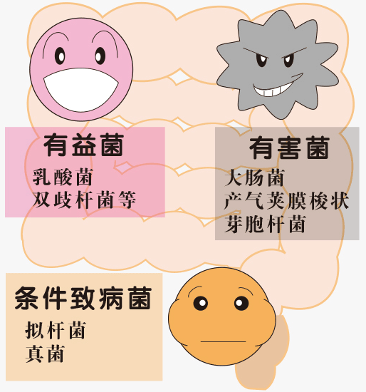 人体死亡之后,肠道内的微生物依旧还活着,只不过它们原来会在免疫